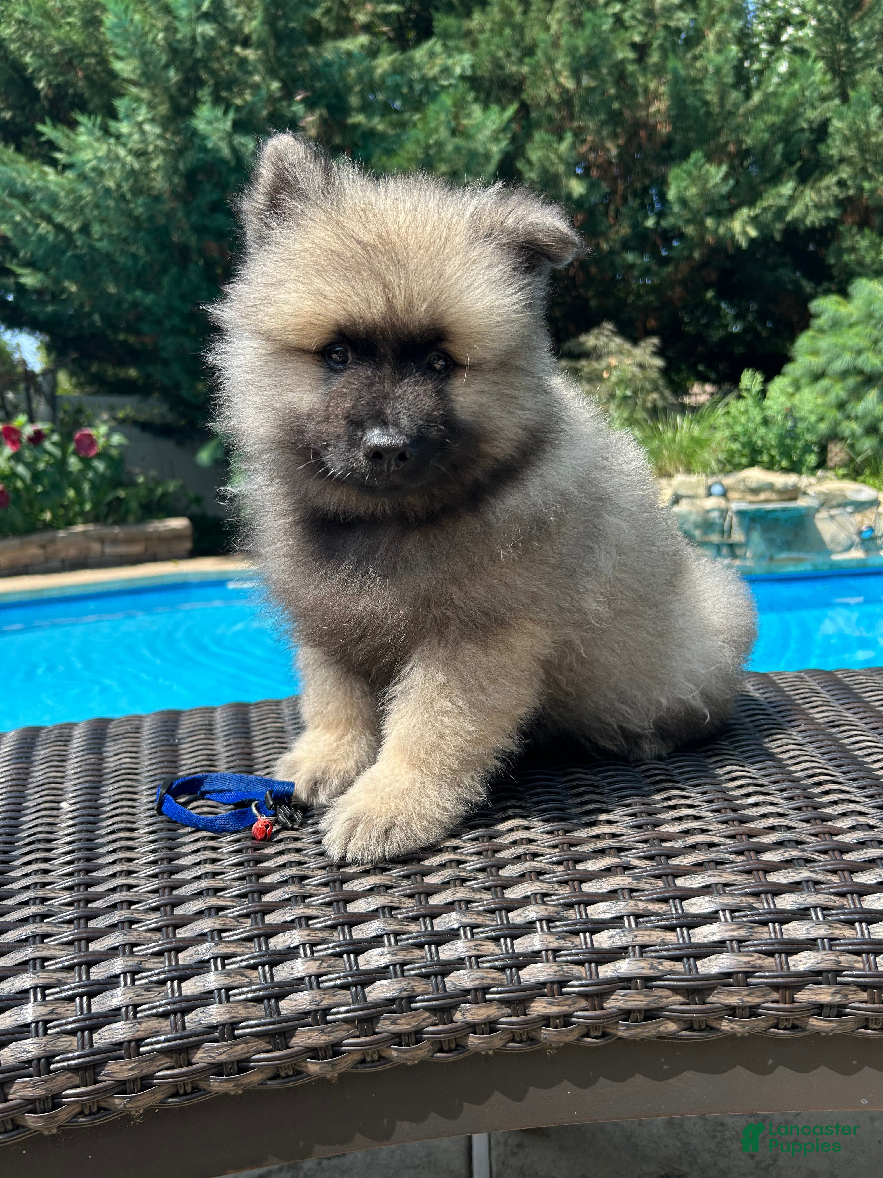 Keeshond dogs Mickey - Ad 8