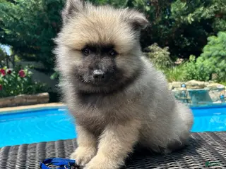 Keeshond dogs Mickey - Ad 8