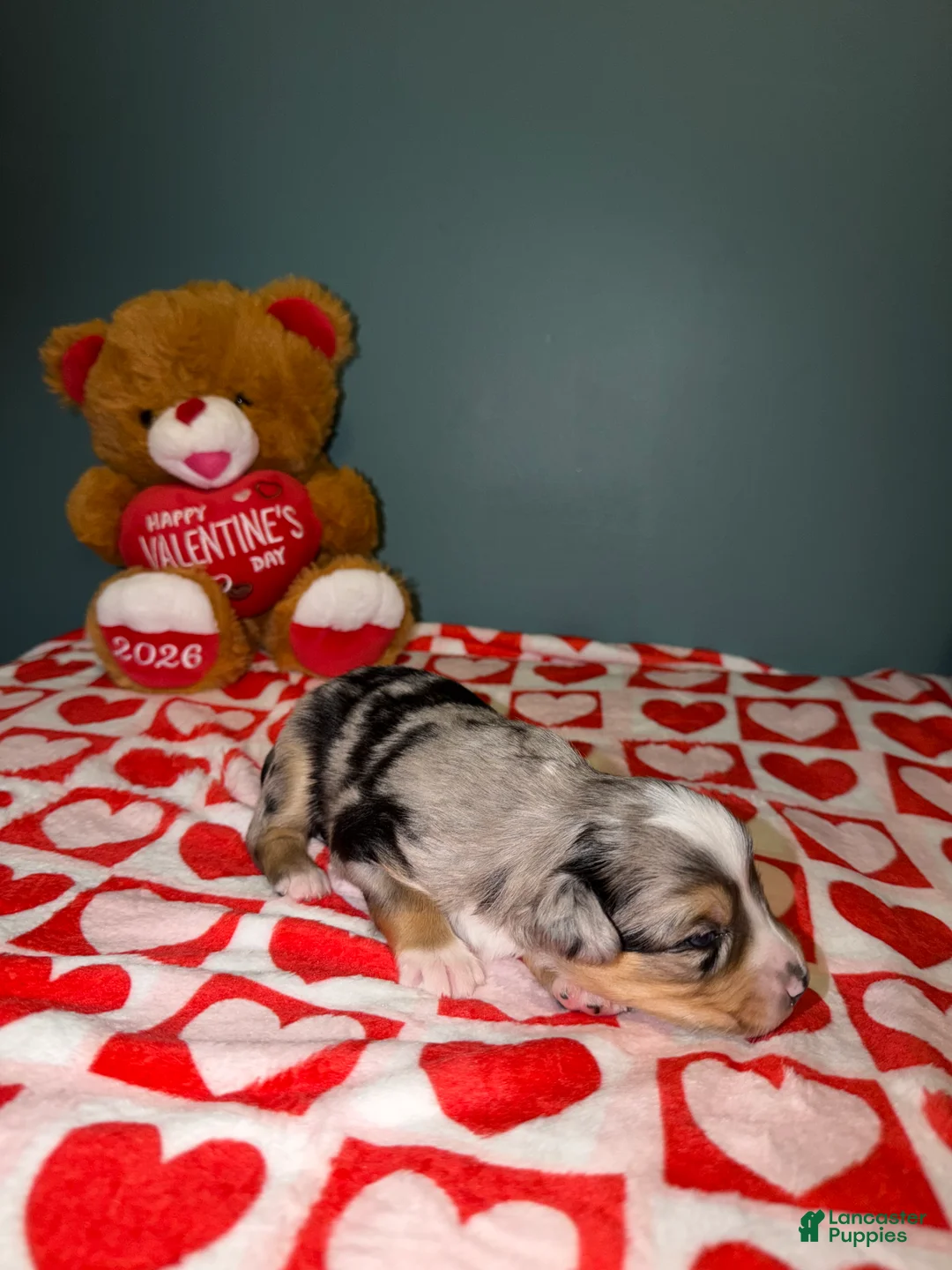 Miniature Australian Shepherd dogs for sale: Kayce - Ad 3