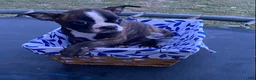 Boston Terrier dogs for sale: Boston Terrier 2 - Ad 2
