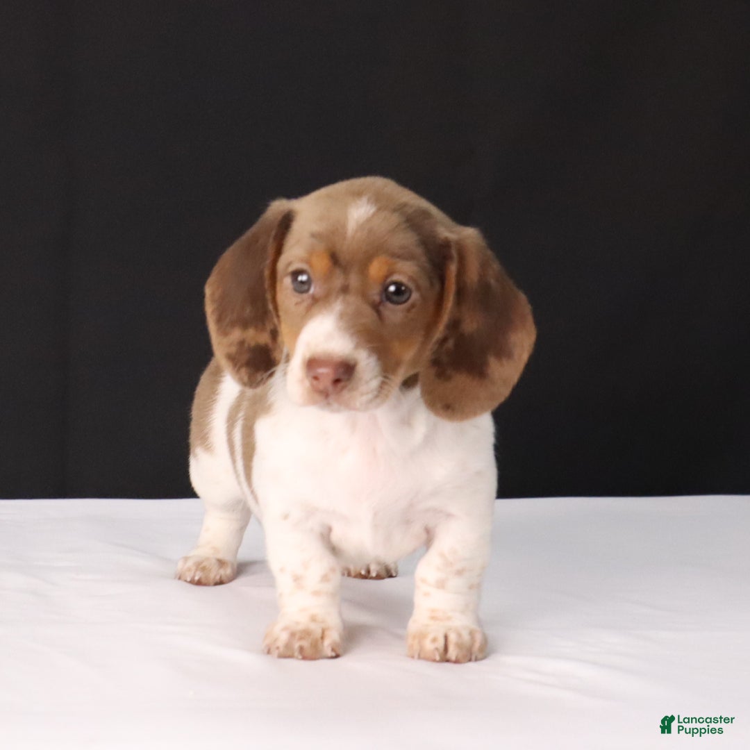 Dachshund dogs for sale: Kenzie - Ad 9