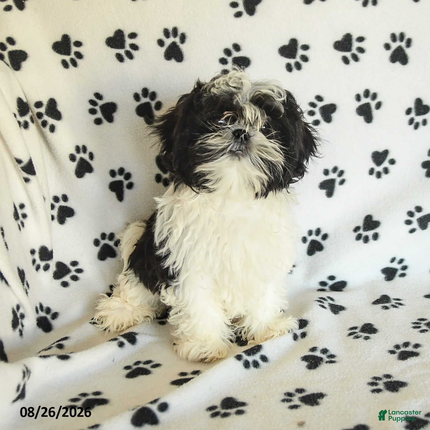 Shih Tzu dogs Kolby - Ad 1
