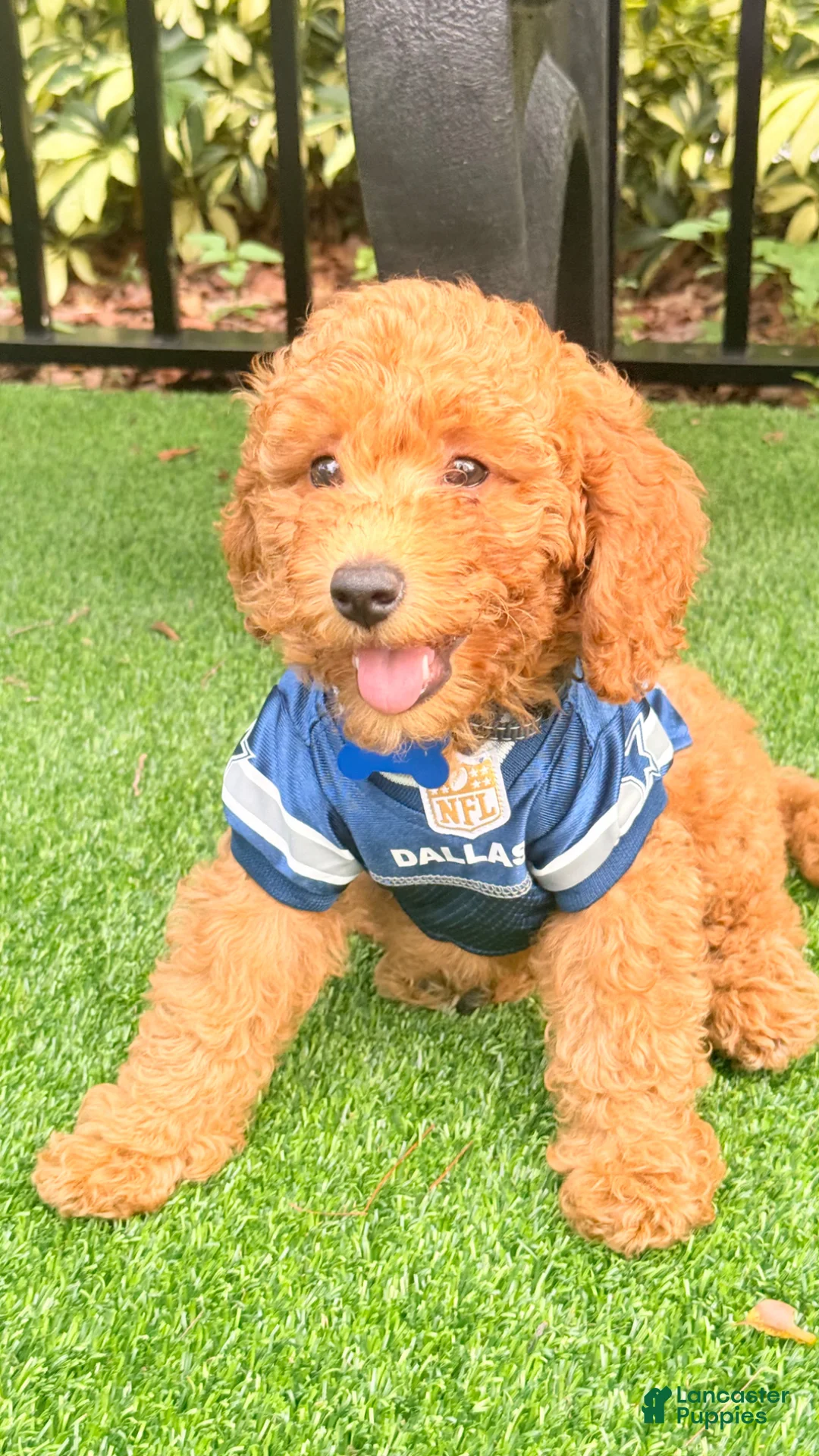 Miniature Poodle dogs for sale: Girlie - Ad 1