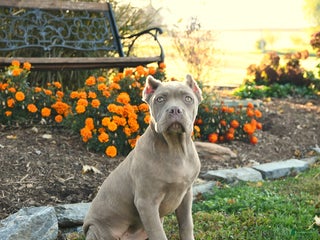 Cane Corso dogs - Ad 2