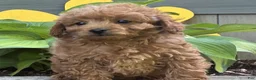 Cavapoo dogs for sale: Chelsey  - Ad 2