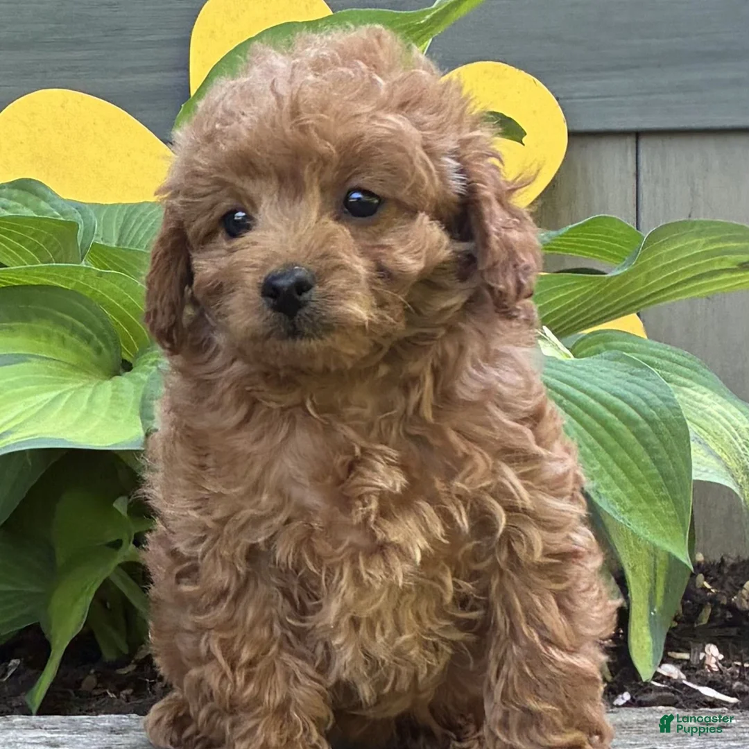 Cavapoo dogs for sale: Chelsey  - Ad 2