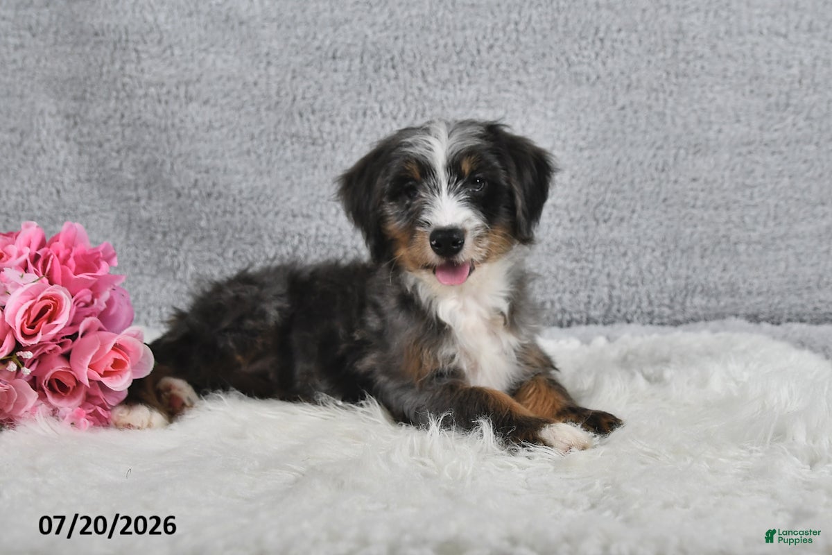 Mini Bernedoodle dogs Sophia - Ad 2