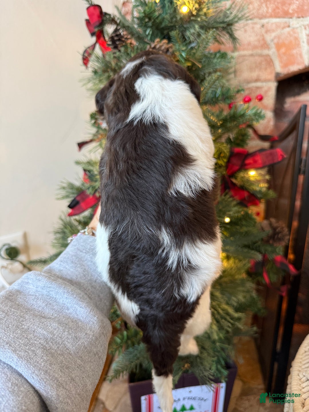 Mixed Breed dogs for sale: Phil - Ad 4