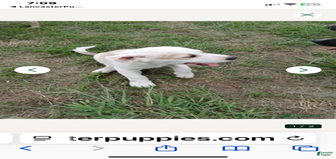 Gallery Image {{count}}