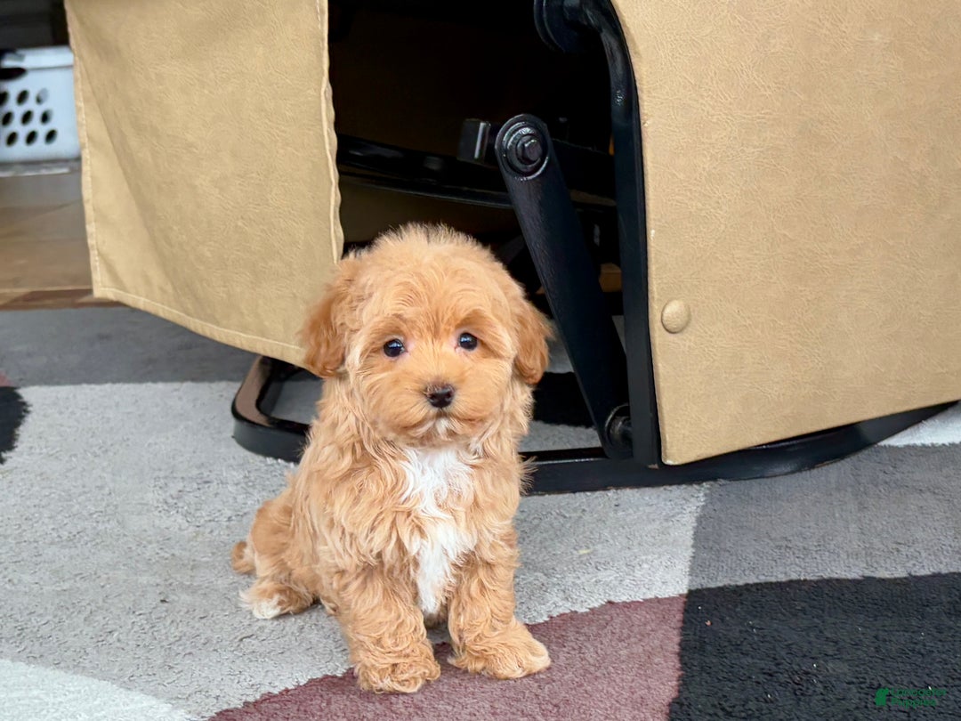 Havapoo dogs for sale: Havapoo Puppy 3 - Ad 10