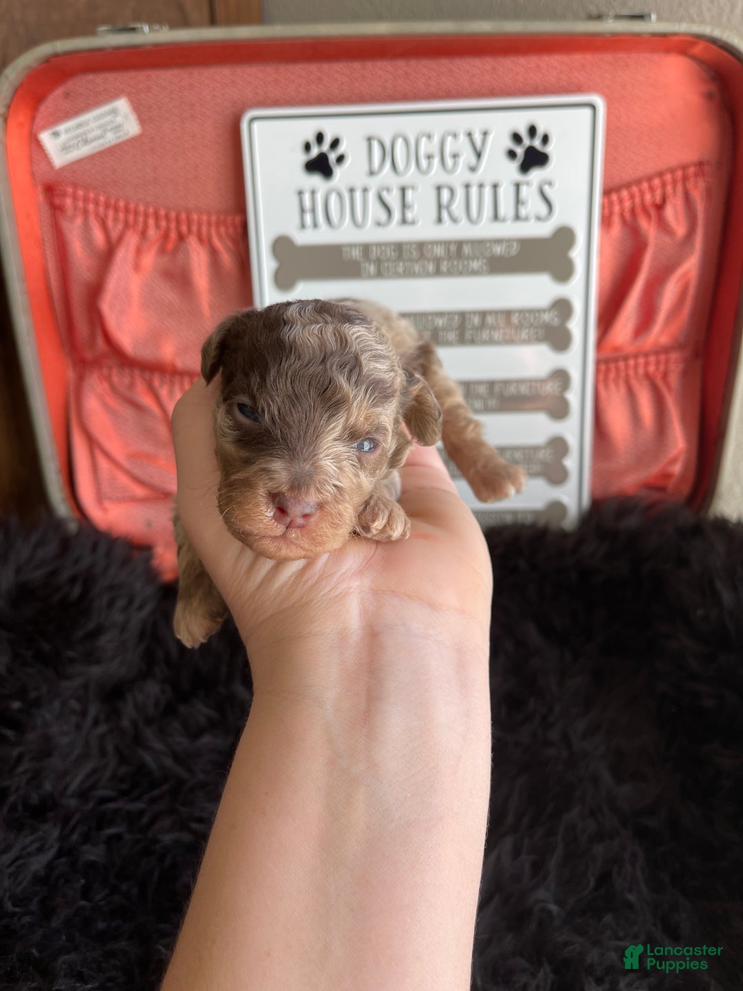 Miniature Poodle dogs for sale: Miniature Poodle Puppy 1 - Ad 11