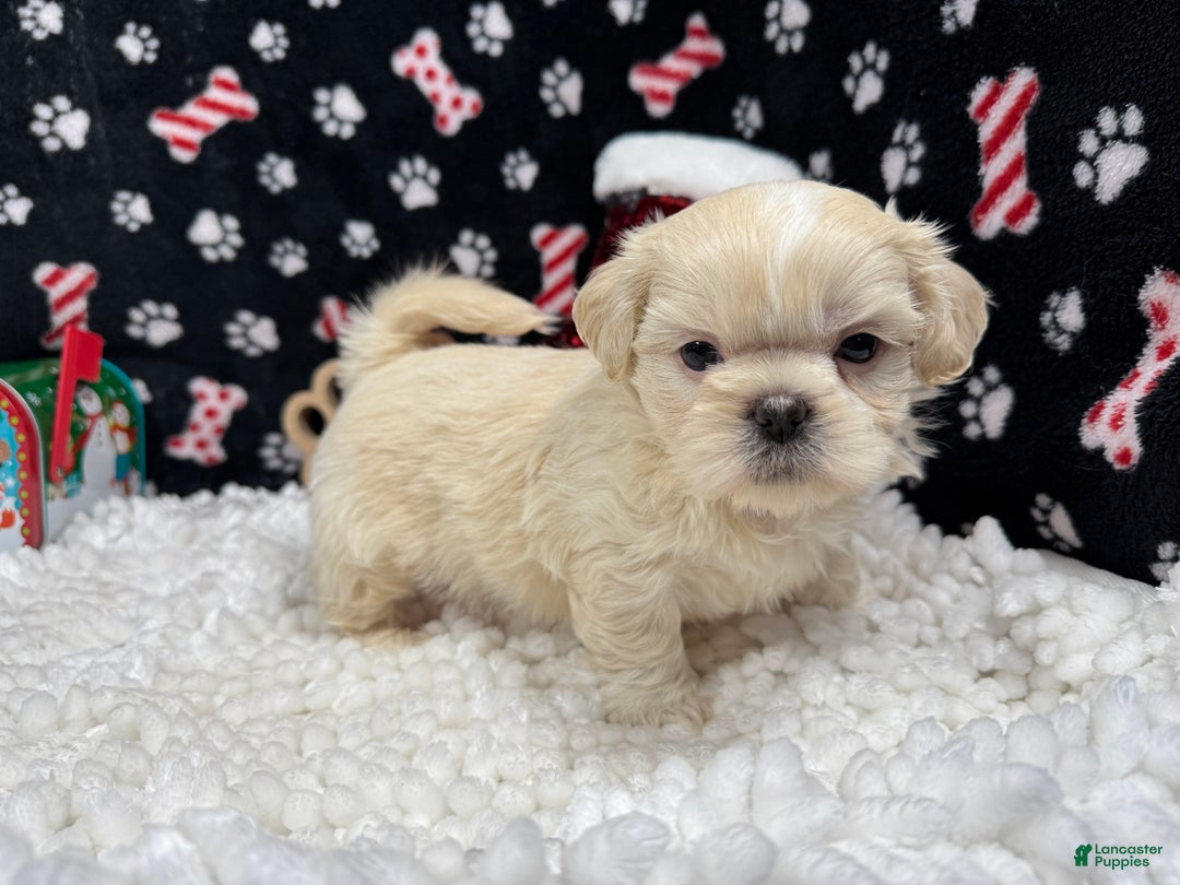 Shih Tzu dogs for sale: Shih Tzu Puppy 1 - Ad 2