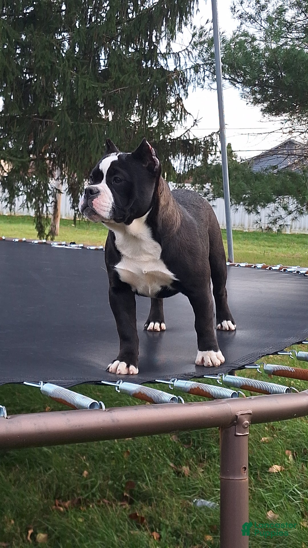 Mixed Breed dogs for sale: Prettia bully bulldog hybrid  - Ad 7