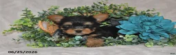 Yorkshire Terrier dogs for sale: Benny - Ad 4