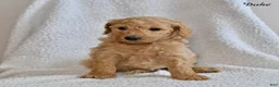 Goldendoodle dogs for sale: Duke - Ad 2