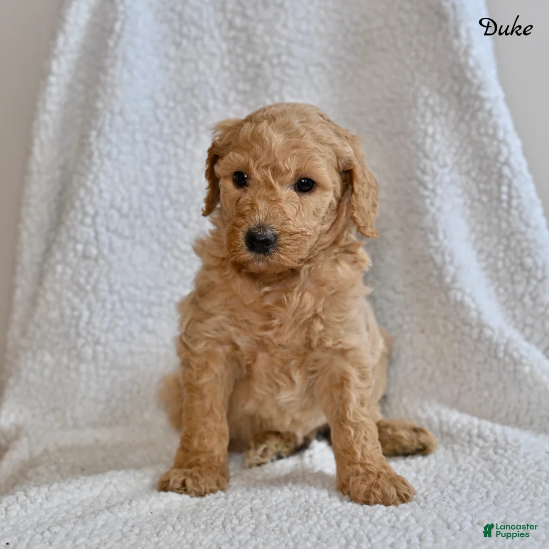 Goldendoodle dogs for sale: Duke - Ad 2
