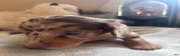Dachshund dogs for sale: Gordon-Long Hair - Ad 8