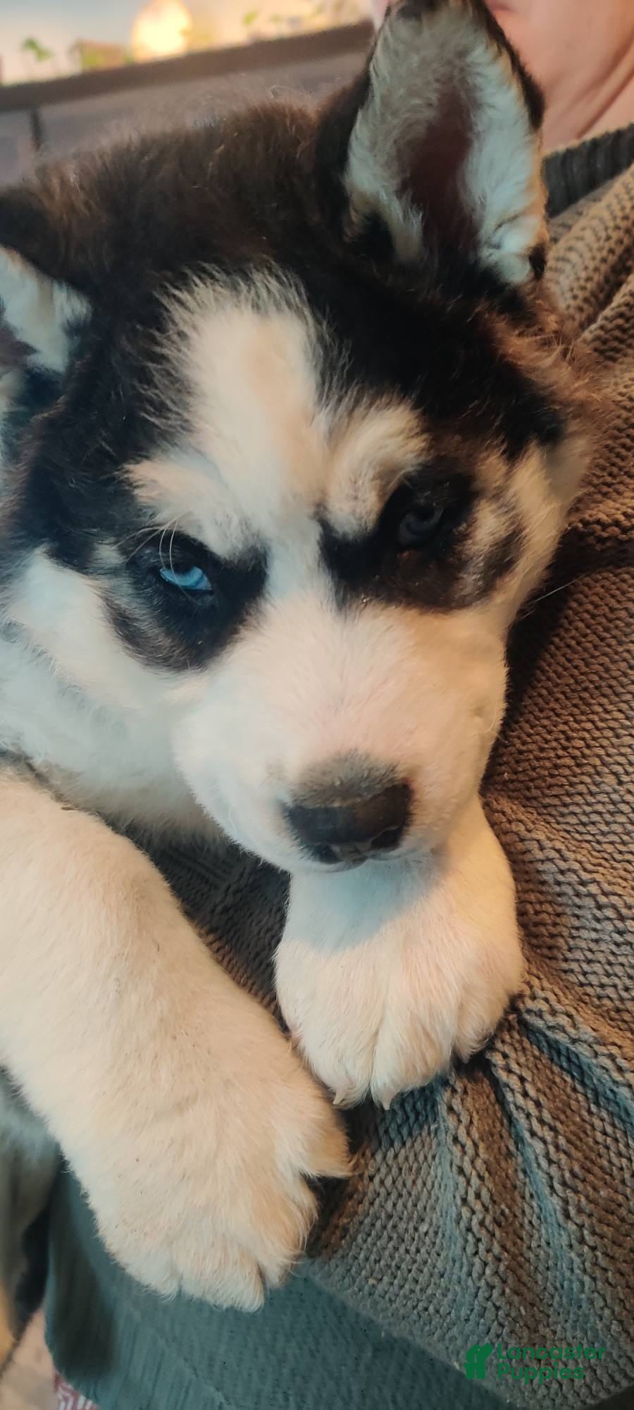 Siberian Husky dogs Lucy - Ad 11