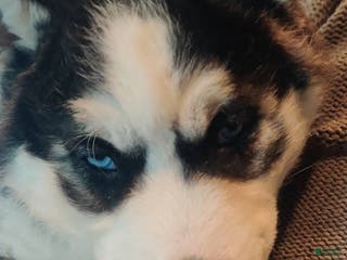 Siberian Husky dogs Lucy - Ad 11