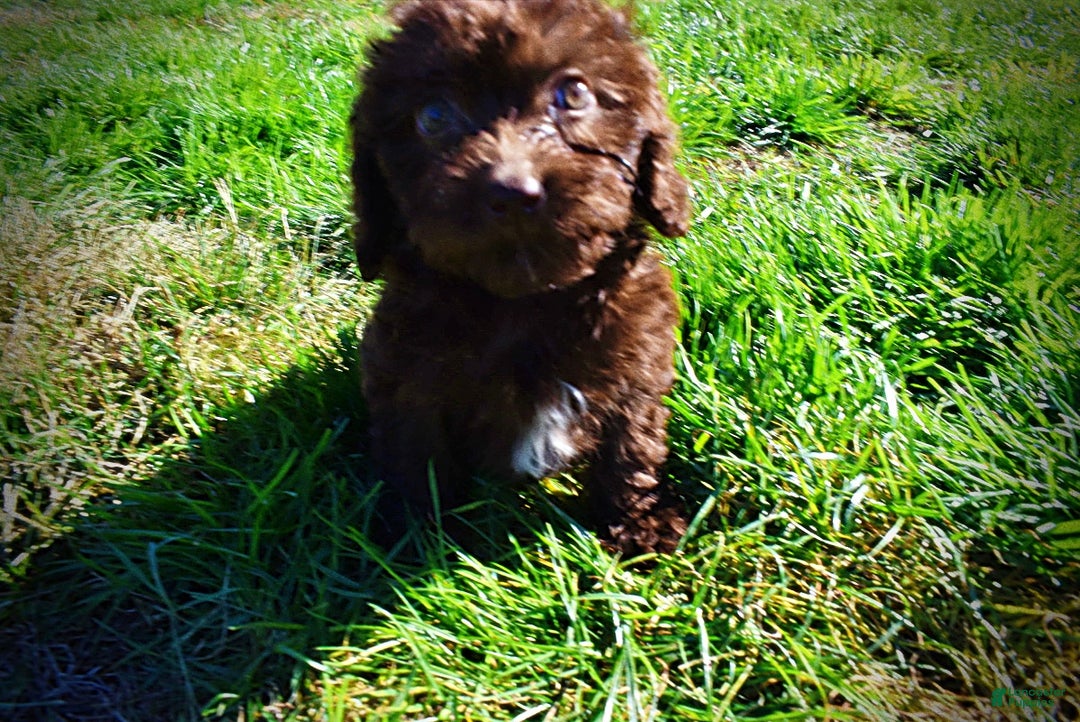 Havapoo dogs for sale: Itsy - Ad 15