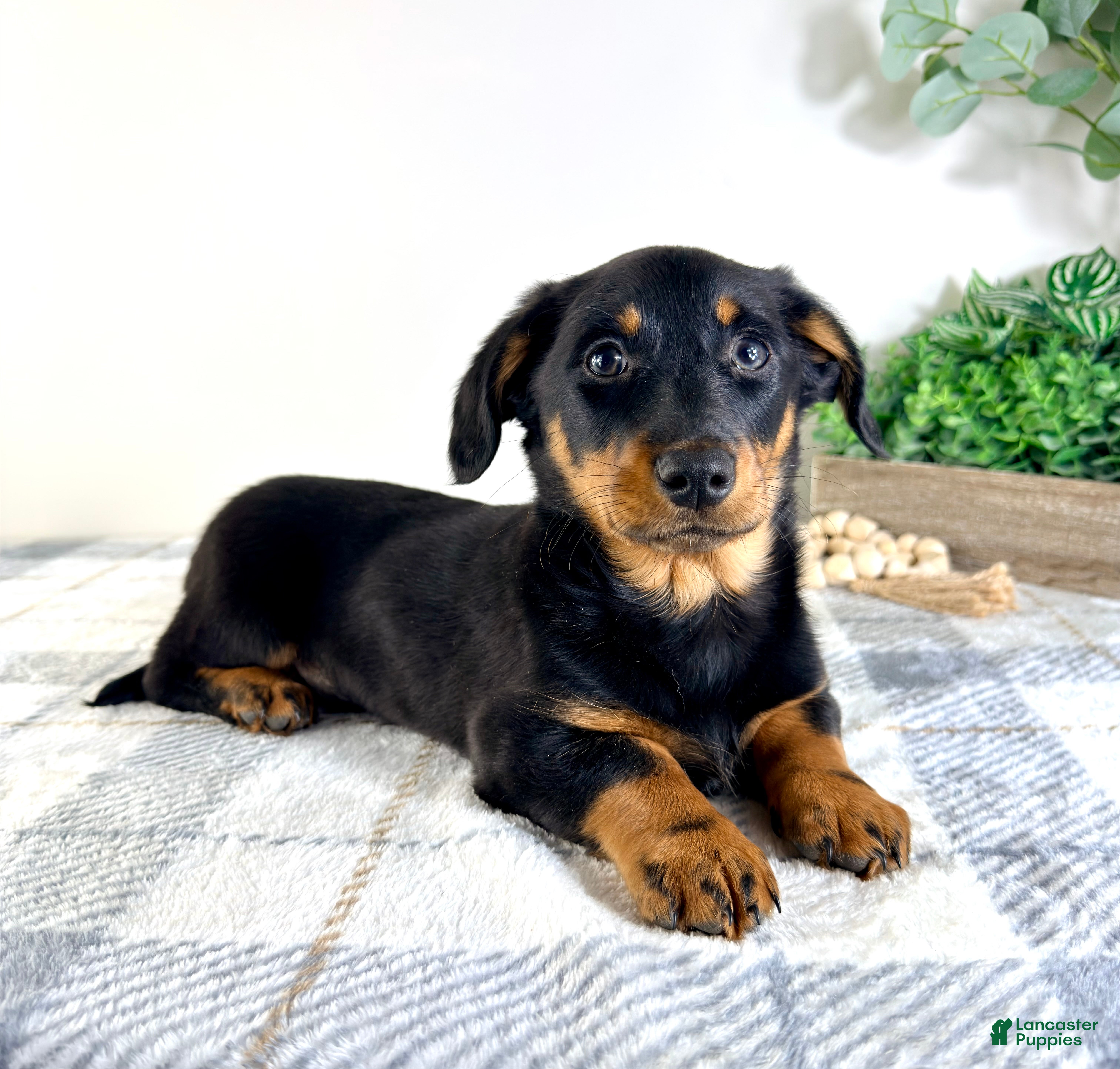 Mixed Breed dogs Dalton - Ad 30