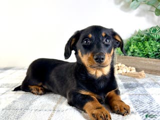 Mixed Breed dogs Dalton - Ad 16