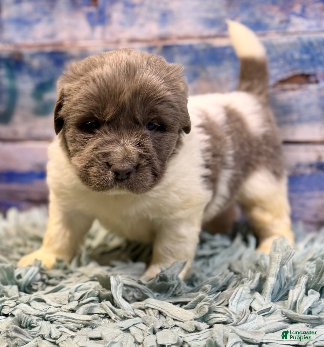 Mixed Breed dogs for sale: Storm OFA DNA  - Ad 10