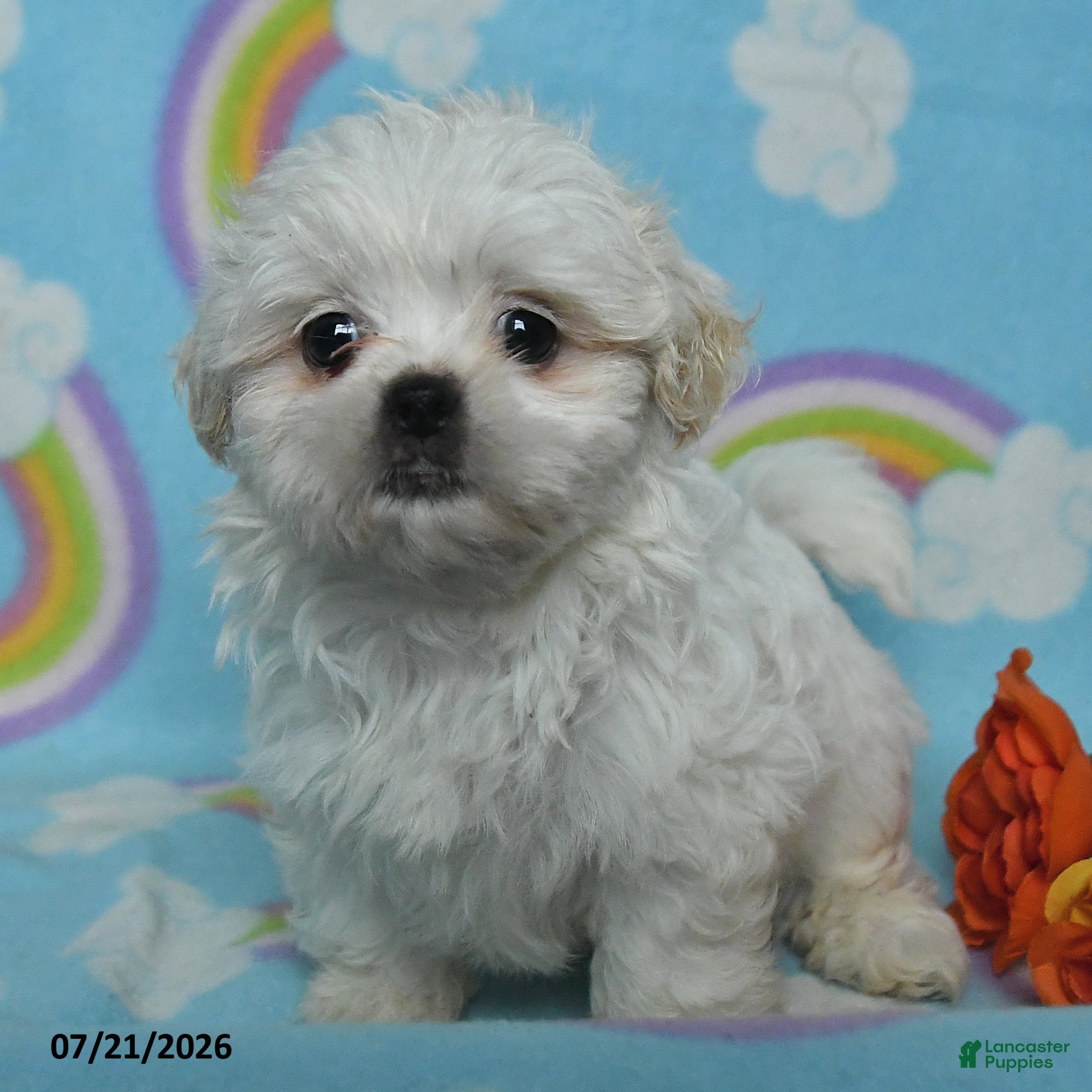 Teddy Bear dogs Annie - Ad 2