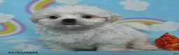 Teddy Bear dogs for sale: Annie - Ad 2
