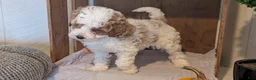Miniature Poodle dogs for sale: Lucy - Ad 12