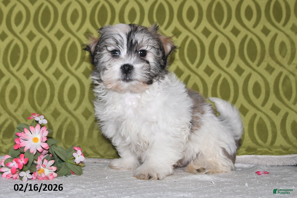 Teddy Bear dogs Jordan - Ad 2