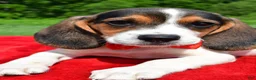 Beagle dogs for sale: Hudson - Ad 5
