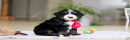 Mini Bernedoodle dogs for sale: Chico - Ad 4