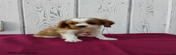 Cavalier King Charles Spaniel dogs for sale: Duke - Ad 1