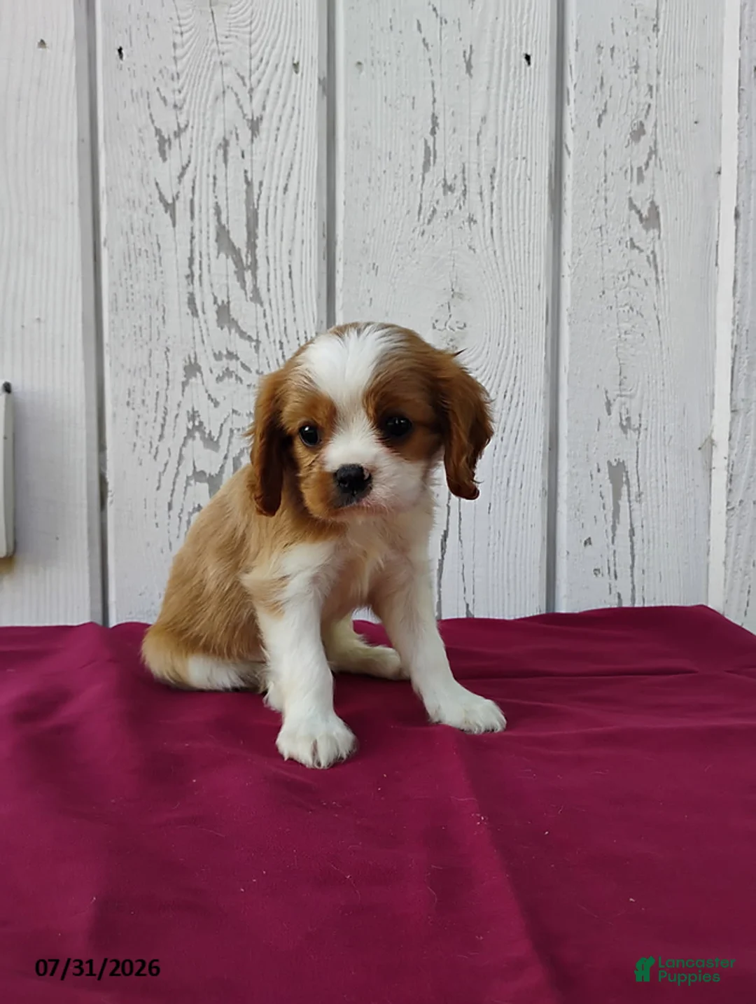Cavalier King Charles Spaniel dogs for sale: Duke - Ad 1