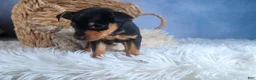 Miniature Pinscher dogs for sale: ANGEL - Ad 4