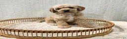 Cavapoo dogs for sale: Sammi - Ad 4