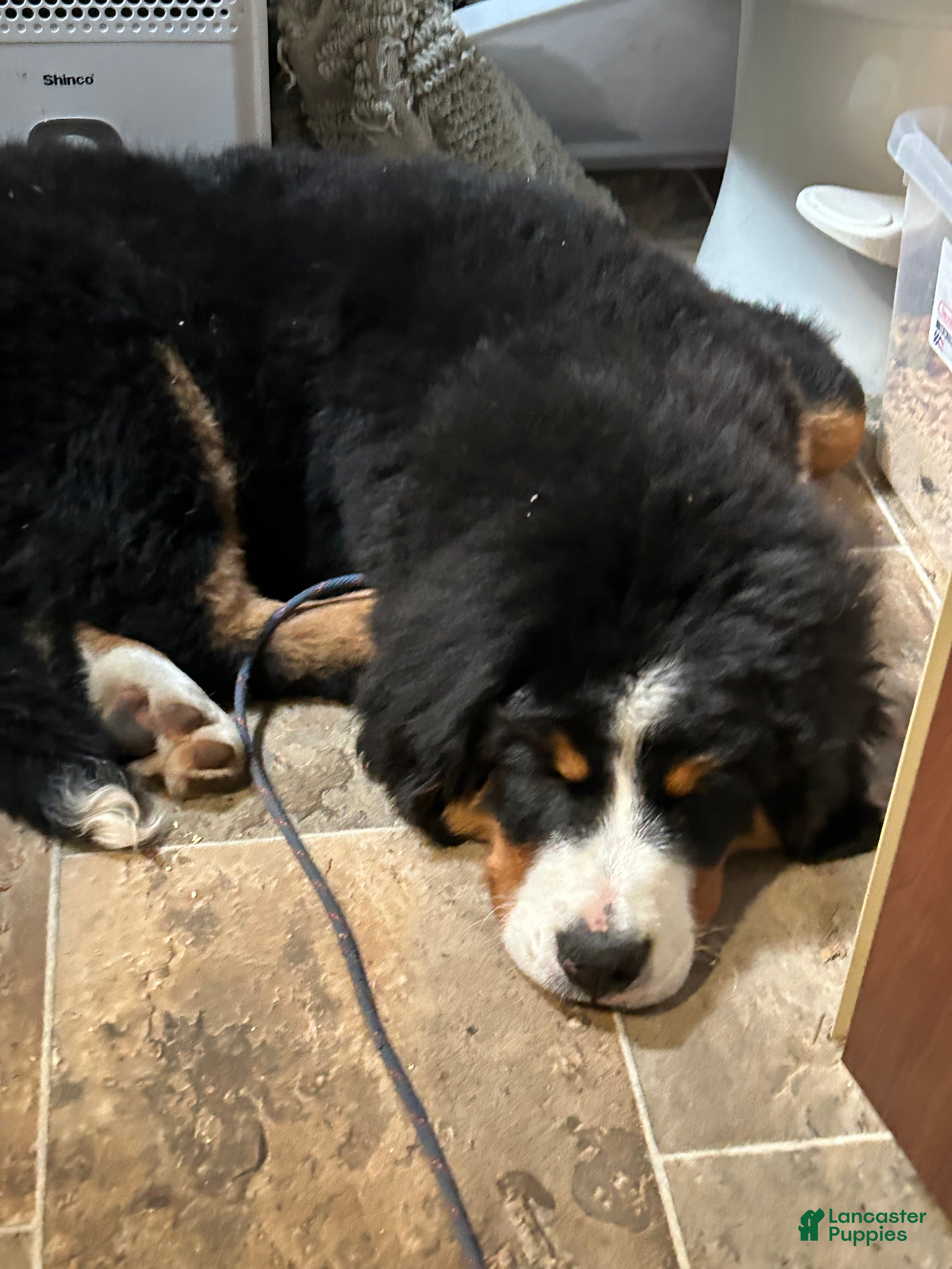 Bernese Mountain Dog dogs Bonnie - Ad 2