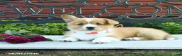 Welsh Corgi Pembroke dogs for sale: Rosa  - Ad 3