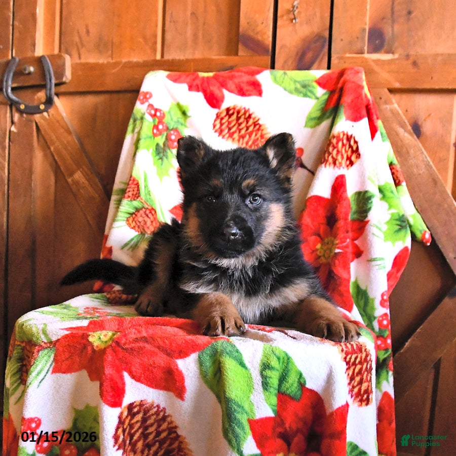 German Shepherd dogs Pistol - Ad 2