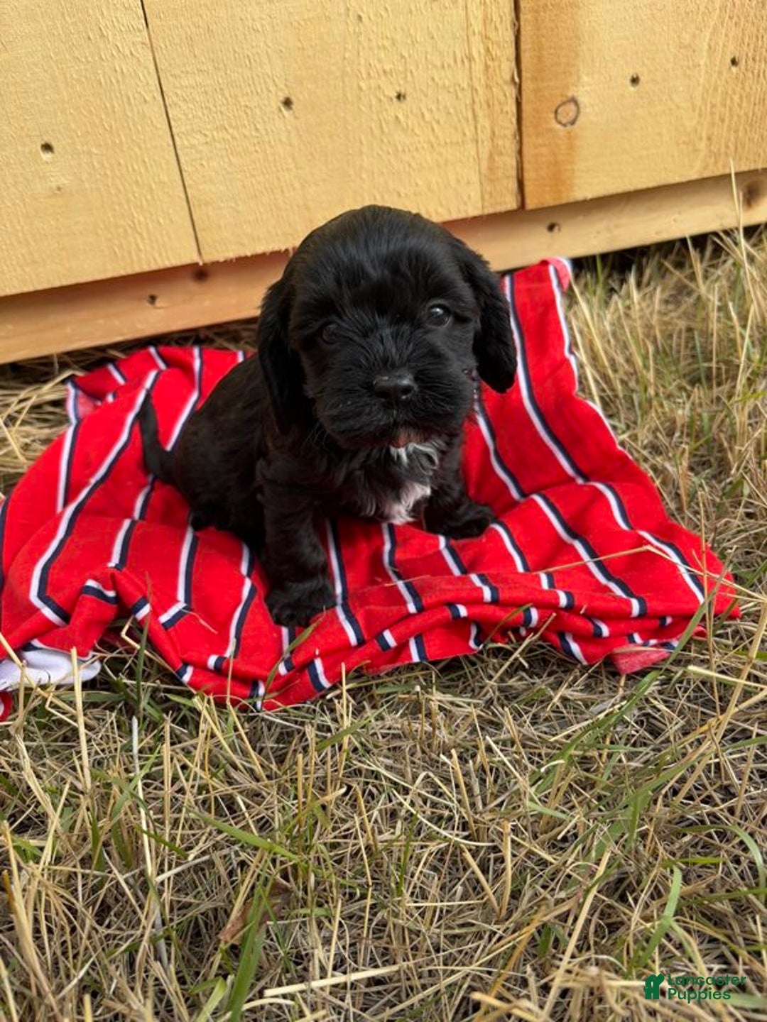 Cavapoo dogs for sale: Trigger - Ad 1