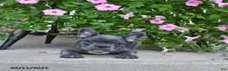 French Bulldog dogs for sale: Freckles - Ad 3