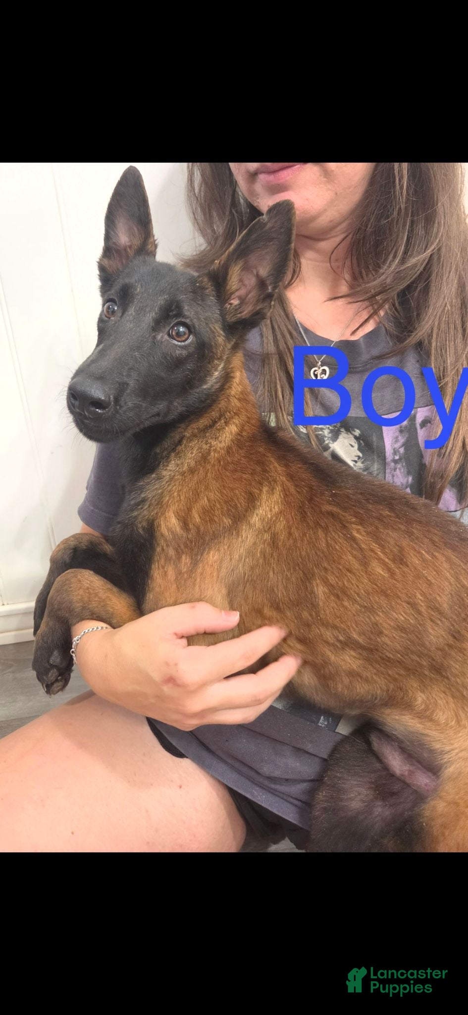 Belgian Malinois dogs Belgian Malinois 1 - Ad 12