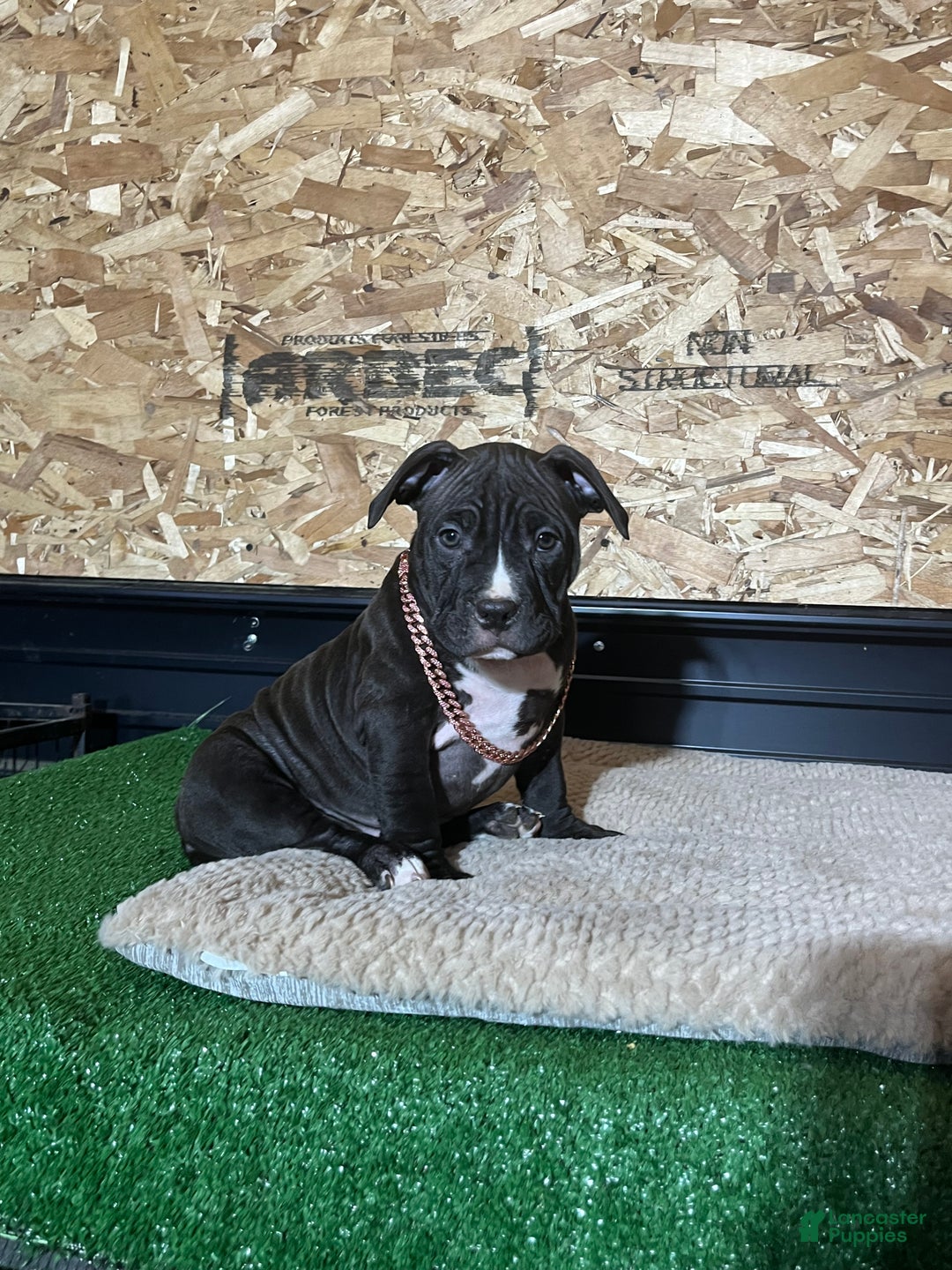 American Bully dogs for sale: Raven - Ad 5