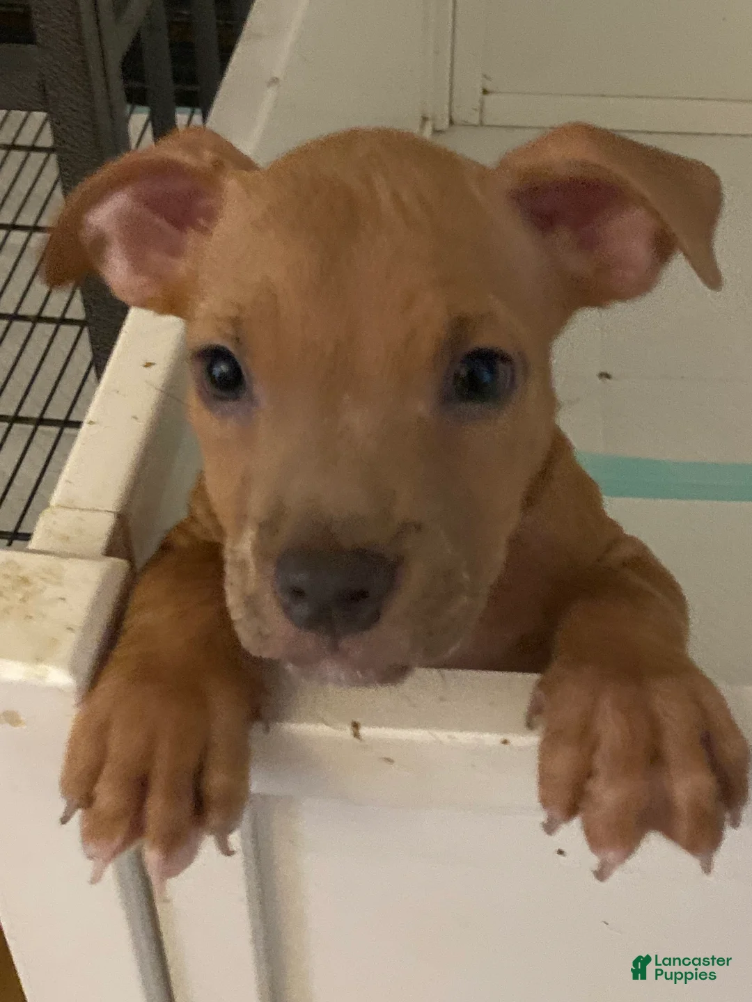 American Bully dogs for sale: American Bully 1 - Ad 1