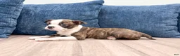 Boston Terrier dogs for sale: Milo - Ad 3