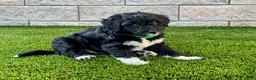Sheltiedoodle dogs for sale: Marci - Ad 4