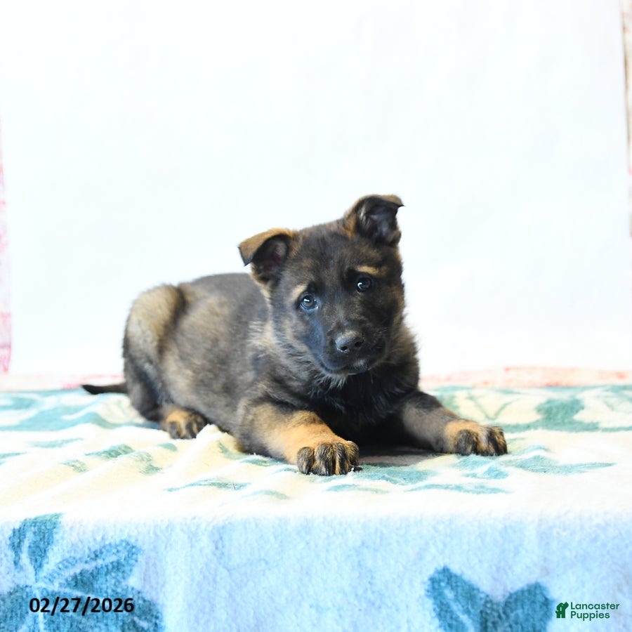 German Shepherd dogs for sale: Handsome - Ad 1