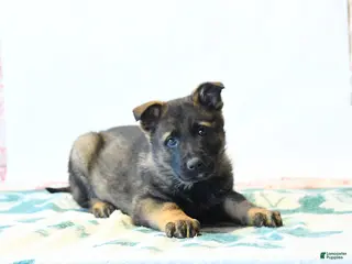 German Shepherd dogs for sale: Handsome - Ad 1