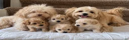 Maltipoo dogs for sale: Meet Coco — Adorable Maltipoo Puppy - Ad 3